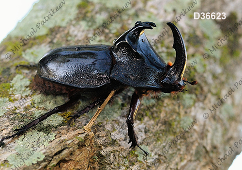 Black Pan Beetle (Enema pan)